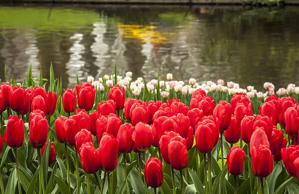 Cluster of tulips in reds and whites with colorful reflection in the lake