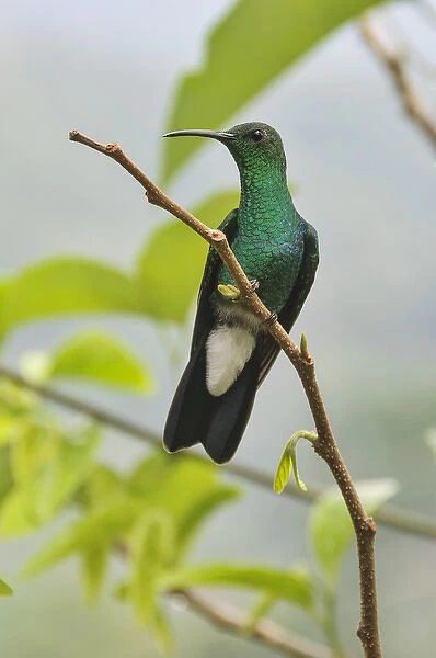 Colombia, Minca. Hummingbird (white vented plumeteer)