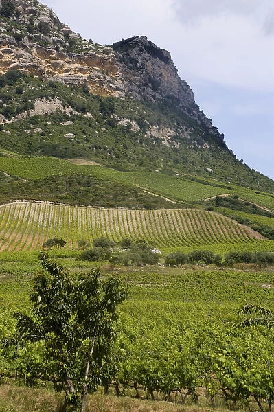 Corsica. France. Europe. Vinyards on hillside on Route des Vins near St