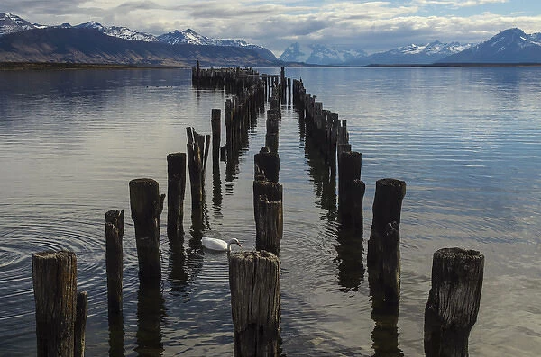 Coscoroba Swan (Coscoroba coscoroba) & dock Puerto Natales, Patagonia, Magellanic region