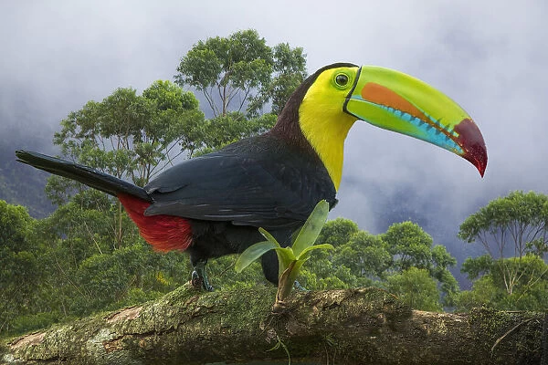 Costa Rica. Composite close-up of keel-billed toucan