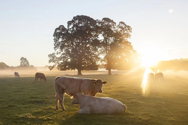 Cows in field, sunrise, Usk Valley, South Wales, UK