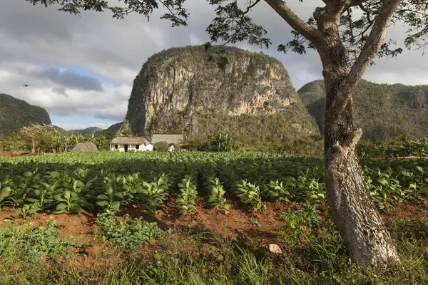 https://www.mediastorehouse.com/p/467/cuba-vinales-field-tobacco-grows-farm-beneath-12618611.jpg.webp