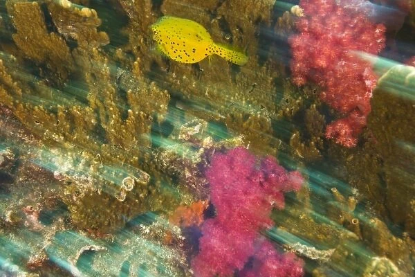Cube Boxfish (Ostacion cubicus), Richelieu Rock, Surin National Marine Park, South of Phuket, Thailand, S. E. Asia