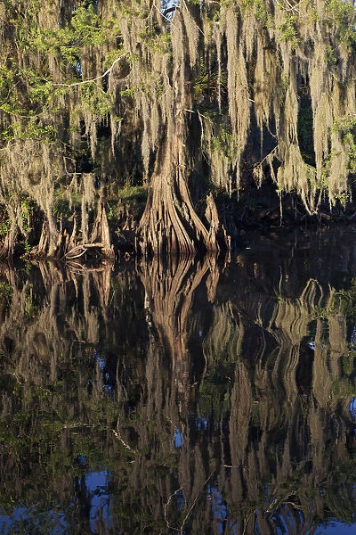Cypress tree draped in Spanish moss along the Econlockhatchee River, a blackwater tributary of the St. Johns River, near Orlando, Florida
