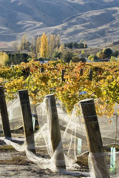Domain Road Vineyard in Autumn, Bannockburn, Central Otago, South Island, New Zealand
