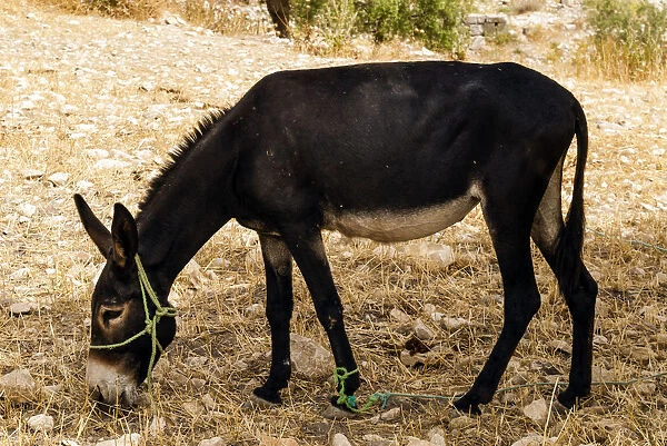 Donkey, Tunisia, North Africa, Africa