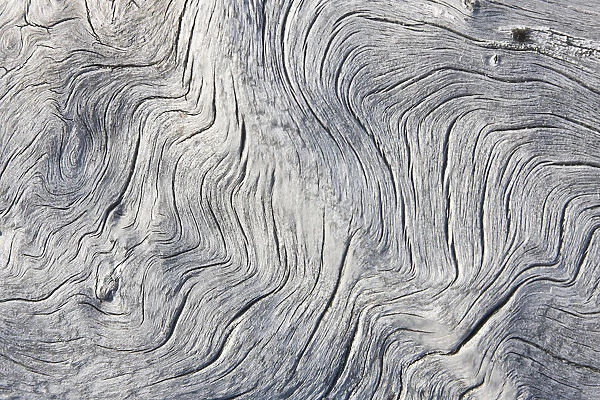 Drift wood pattern, Cape Onman, Chukchi Sea, Russia Far East