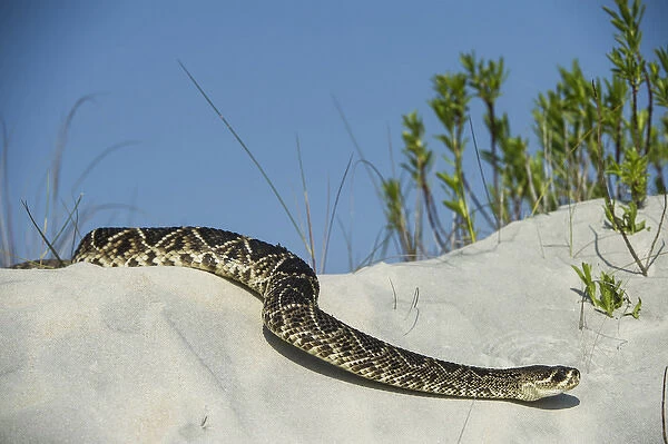 Eastern Diamondback Rattlesnake (Crotalus adamanteus) on Dunes, Little St Simons Island