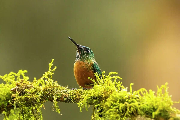 Ecuador, Guango. Long-tailed sylph hummingbird female on limb