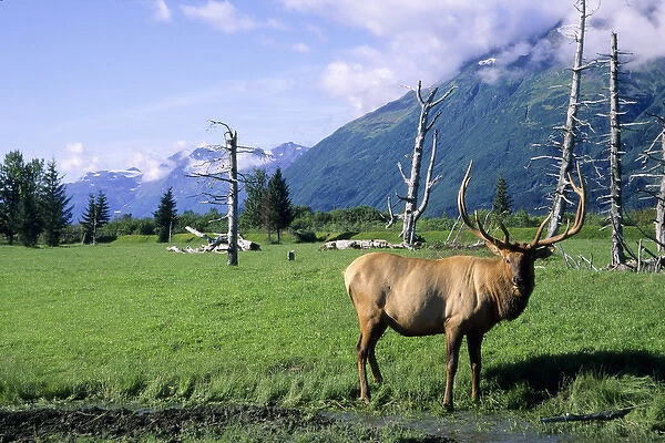 Elk bull standing in a grass meadow, Alaska Wildlife Conservation Center, Portage Alaska