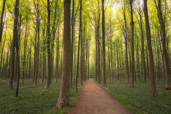 Europe, Belgium. Path in Hallerbos forest