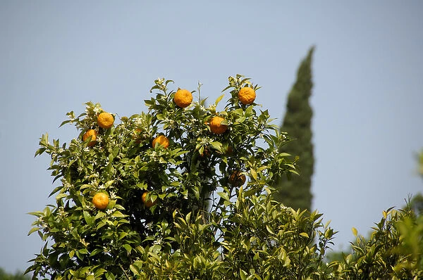 Europe, Croatia. Fertile Konavle Valley, Croatian countryside. Orange tree with typical