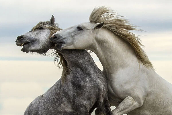 Europe, France, Provence, Camargue. Two stallions fighting