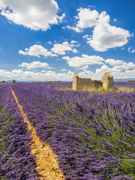 Europe; France; Provence; Old Farm House in Field of Lavender