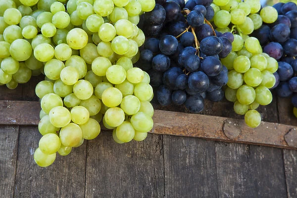 Europe; Italy; Tuscany; Chianti; Freshly Harvested Grapes