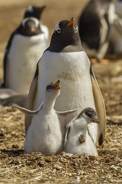 Falkland Islands, East Falkland, Volunteer Point. Gentoo penguin parent and chicks