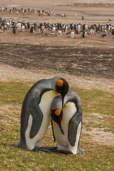 Falkland Islands, Saunders Island. Gentoo penguins and two king penguins preening each other