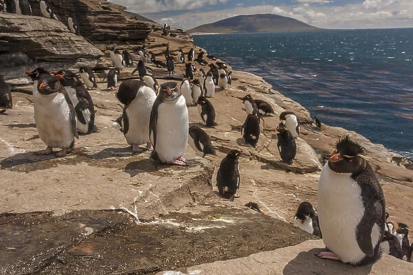 Falkland Islands, Saunders Island. Rockhopper penguins on cliff