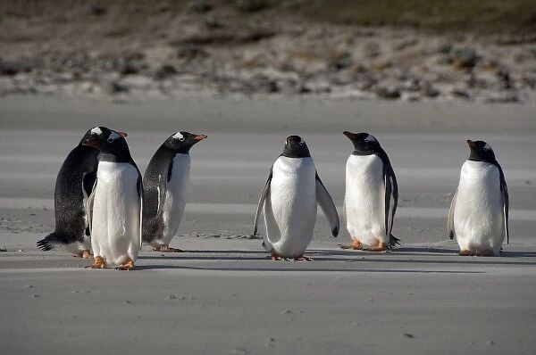 Falkland Islands, West Falkland, Saunders Island. Gentoo penguins (wild: Pygoscelis papua) on beach
