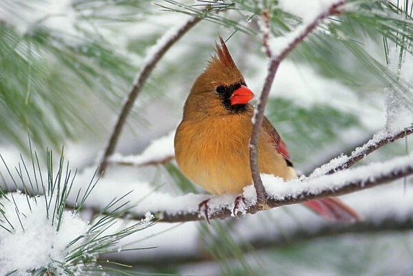 Female Northern Cardinal in snowy pine tree, Cardinalis cardinalis