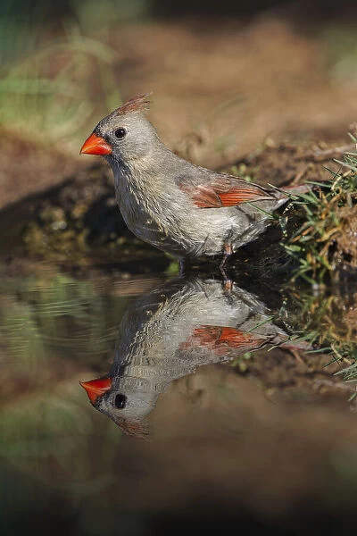 Female northern cardinal standing on edge of small pond with reflection. Rio Grande Valley, Texas