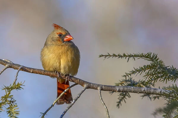 Female northern cardinal in winter