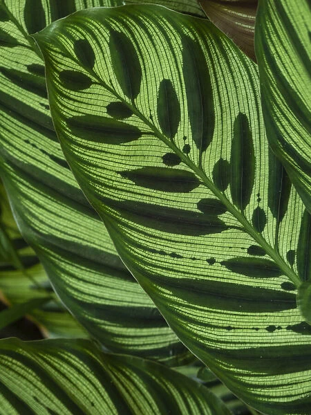 Fiji, Vanua Levu. Back-lit green leaves showing veins