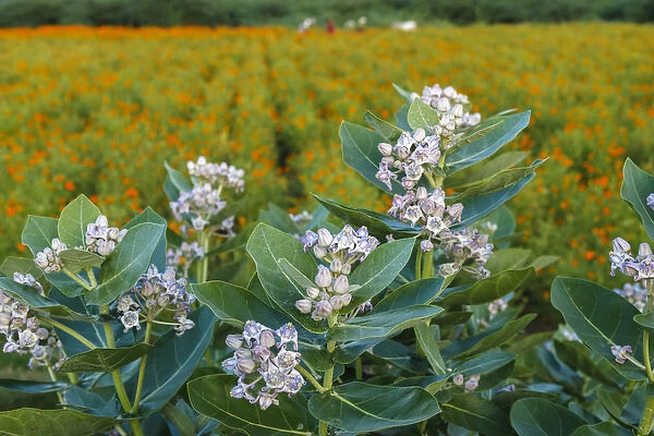 Flower field, southern India