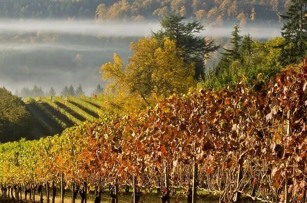 Fog pools in a finger of the Willamette Valley seen from Maresh vineyard in the Red
