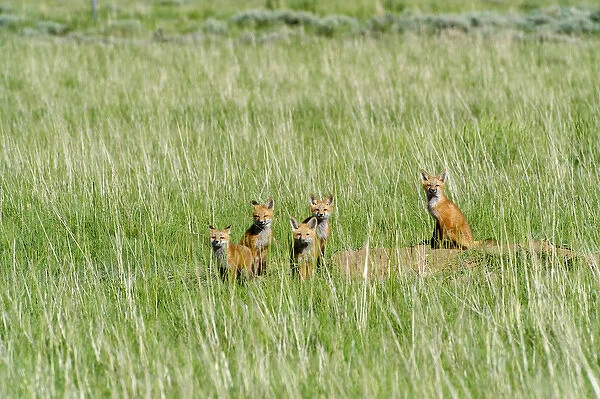 Fox pups hanging out by den, near Saritoga, Wyoming