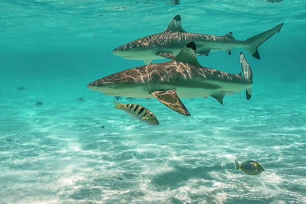 French Polynesia, Moorea. Black-tipped reef sharks