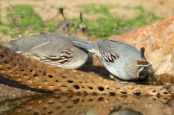 The Gambels quail (Callipepla gambelii). A male and female at a desert pond