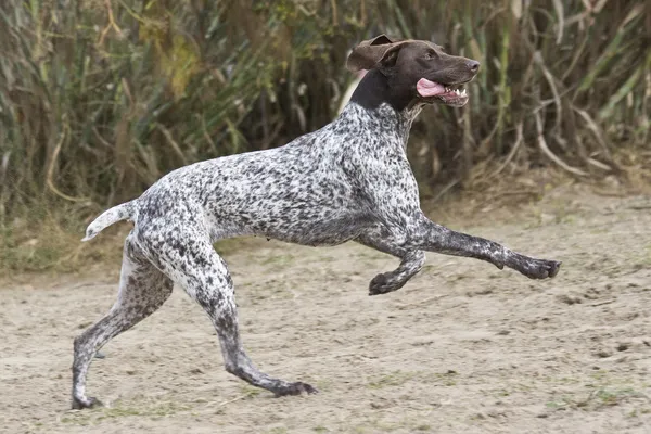 A German Shorthaired Pointer running and jumping