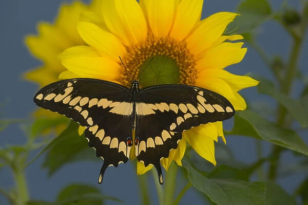 Giant Swallowtail Butterfly, Papilio cresphontes
