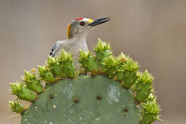 Golden-fronted Woodpecker (Melanerpes aurifrons) adult male perched on prickly pear