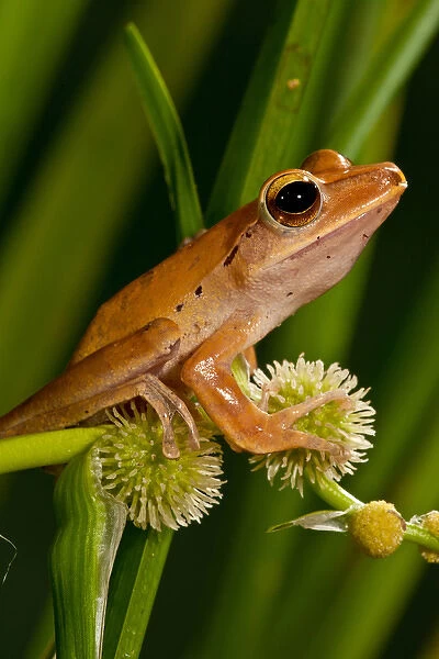 Golden Treefrog, Rhacophorus leucomystax, Native to Malaysia Habitat: Tropical Rainforest