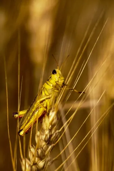 Grasshopper on Mature Wheat Print Palouse, Art