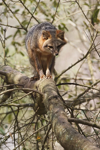 Gray Fox in tree, Urocyon cinereoargenteus