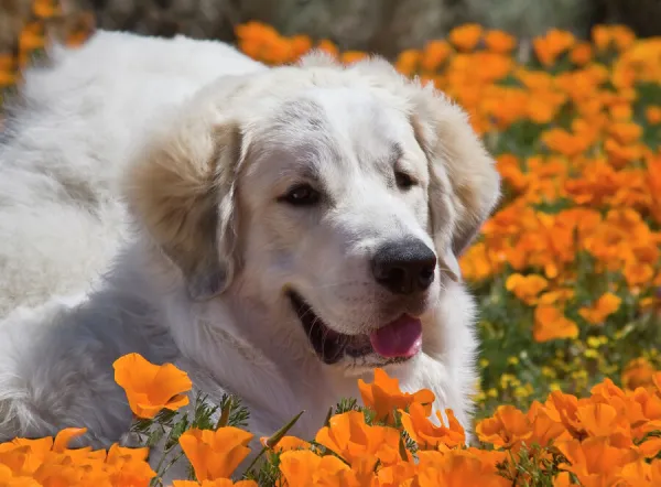 A Great Pyrenees lying in a field of wild Poppy flowers at Antelope Valley California