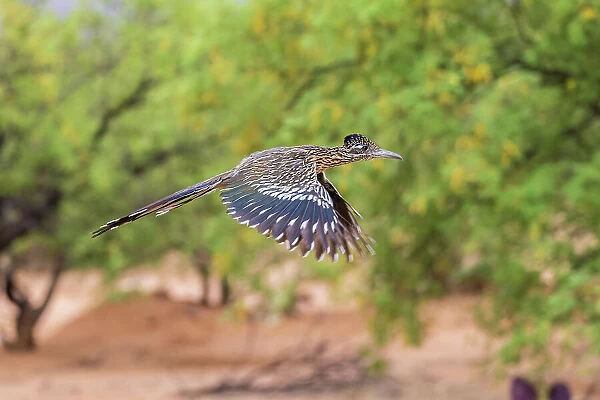 Greater Roadrunner in flight in desert, Pima County, Arizona