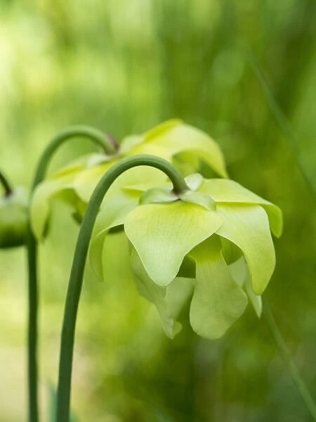 The green flowers of the Pitcher plant, Sarracenia, a carnivorous plant