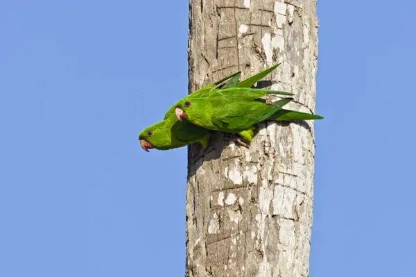 Wild Green Parakeet Print, Brownsville Texas Art Prints
