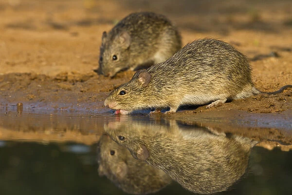 Hispid Cotton Rat (Sigmodon hispidus) drinking at south Texas pond
