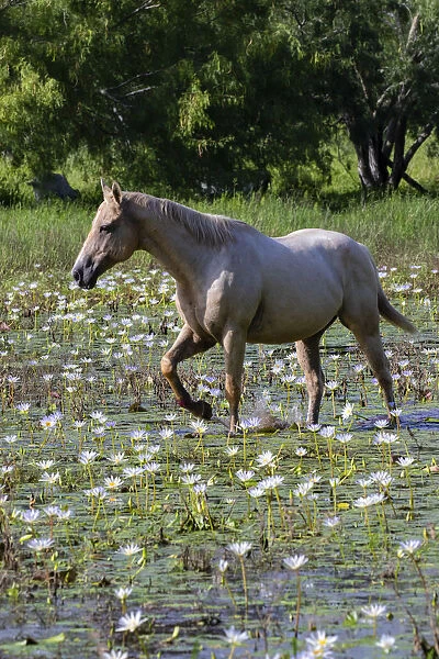 Horse wading in shallow pond