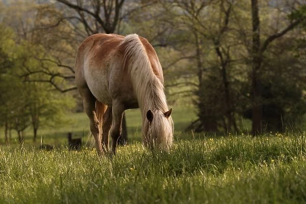Horses grazing in meadow, Cades Cove, Great Smoky Mountains National Park, Tennessee