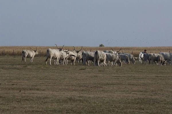 Hungary, Kalocsa, Puszta region. Traditional Hungarian ranch. Historic breed of local