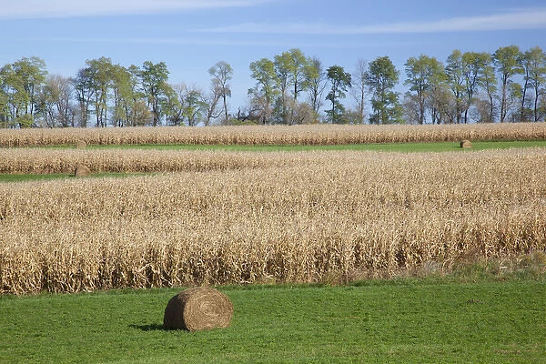 IA, Jackson County, Hay bales and cornfield