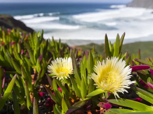 Ice Plant Or Hottentot Fig Highway Ice Pant Photos Framed Prints Puzzles Ice Plant Or Hottentot Fig Highway Ice Pant Photos Framed Prints Puzzles