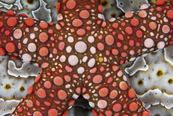 Indonesia, Raja Ampat. Partial view of colorful sea star over a sea cucumber. Credit as